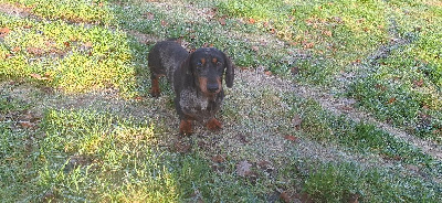 Étalon Teckel poil ras - Random man la mancha c'est que du bonheur