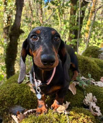 Étalon Teckel poil ras - Adelaide des Jardins De Courtille