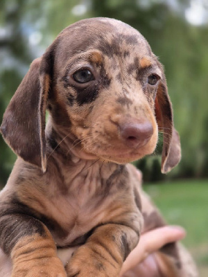 Étalon Teckel poil ras - Anguille de l'air salin