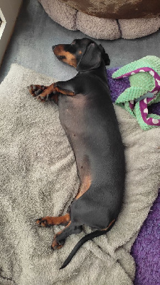 Étalon Teckel poil ras - Ursuline (Sans Affixe)