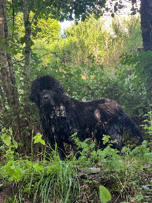 Étalon Terre-neuve - Asther des Trésors de Radjah