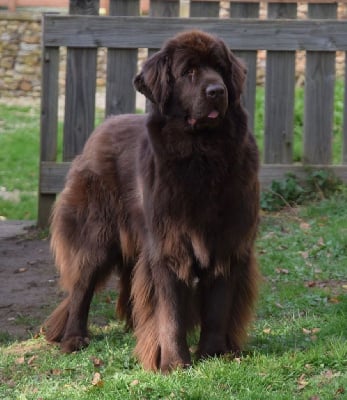 Valeriana from the bear necessities