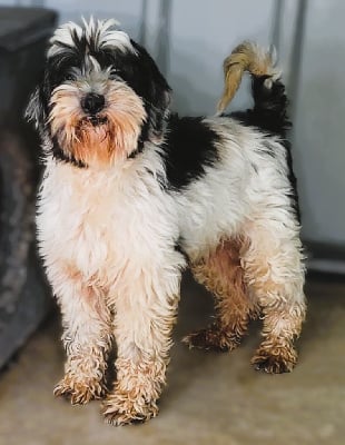 Étalon Terrier Tibetain - goldie anshula Irbis ardan