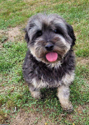 Étalon Terrier Tibetain - Taska Des marais de courmont