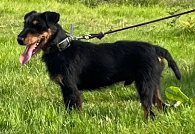 Étalon Terrier de chasse allemand - Frenchfox Tenor