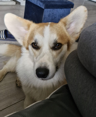 Étalon Welsh Corgi Pembroke - Vip tommy born to be star Wonders of the World