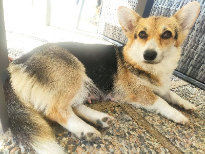 Étalon Welsh Corgi Pembroke - Umana du clos de reverie