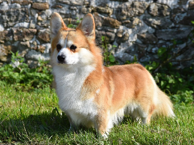 Étalon Welsh Corgi Pembroke - cornatello Excalibur
