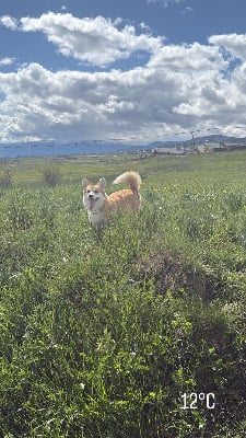 Étalon Welsh Corgi Pembroke - Born In Bentivoglio Banshee