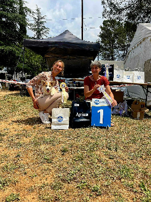 Étalon Welsh Corgi Pembroke - Albali Des Jolis Coquelicots