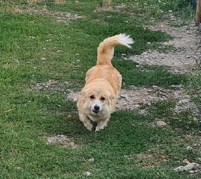 Étalon Welsh Corgi Pembroke - Toupie de Paline