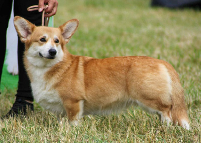 Étalon Welsh Corgi Pembroke - U are the queen Du clos vauban