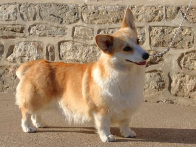 Étalon Welsh Corgi Pembroke - So sweet du clos d'Arlequin
