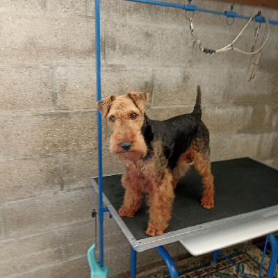 Étalon Welsh Terrier - de l'abbaye du Gard Ortense