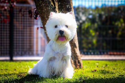 Étalon West Highland White Terrier - Quentin's Touch Tendresse