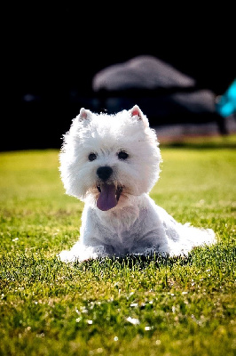 Étalon West Highland White Terrier - Suis moi ou fuis moi des vallées de la Rocha