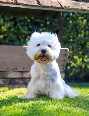 Étalon West Highland White Terrier - Quentin's Touch Shimie