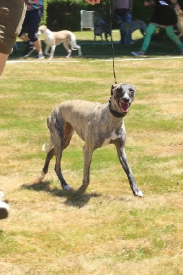 Étalon Whippet - Vaila D’Elwood Meadows