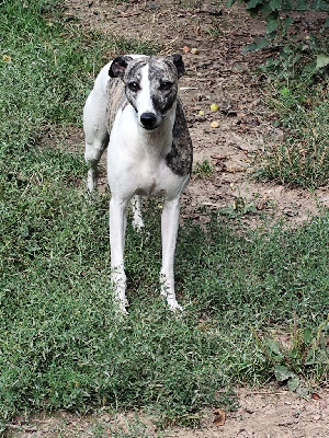 Étalon Whippet - Tapenade estivale Des Vives Etoiles D’Argent