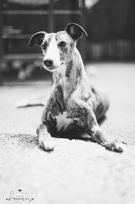 Étalon Whippet - Optimistic des plaines des Bruyères