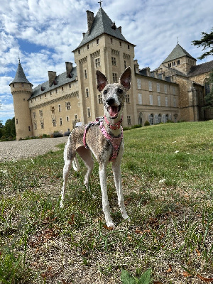 Étalon Whippet - Adèle De La Bastie D'Hucaroc