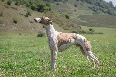 Étalon Whippet - Fast And Fancy Valiant gnocchi