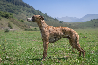 Étalon Whippet - Fast And Fancy Visionary capellini
