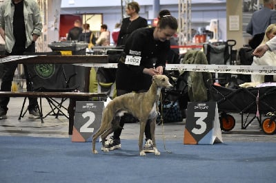 Étalon Whippet - Versace inviernos Des Reines De Gaume