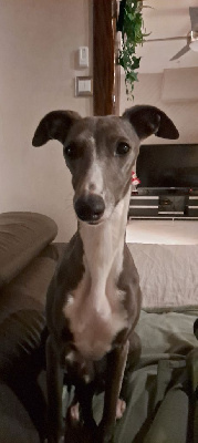 Étalon Whippet - Taïga du bois de Roquelaure