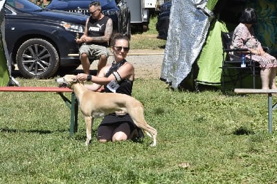 Étalon Whippet - boxing helena's Xquizzite exenia