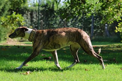 Étalon Whippet - Urgande des Gardiens d'Hadès