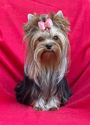 Étalon Yorkshire Terrier - Vanilla sky du domaine de Vellière