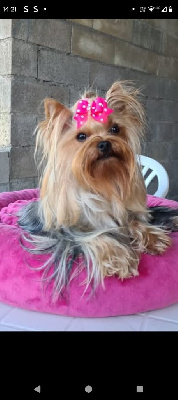 Étalon Yorkshire Terrier - Shannel De L'arche D'or