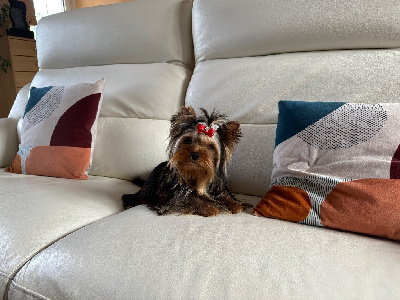 Étalon Yorkshire Terrier - Hunderwood Velours
