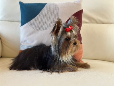 Étalon Yorkshire Terrier - Hunderwood Voluptée