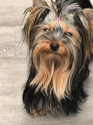 Étalon Yorkshire Terrier - Victory forever Des P'tits Bouts D'amour