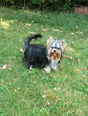 Étalon Yorkshire Terrier - Annabelle de La Vallee Des Roses Rouges