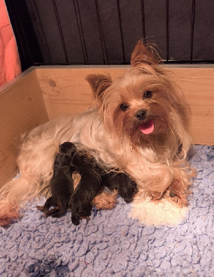 Étalon Yorkshire Terrier - Tartine du Domaine de Naugigoutte