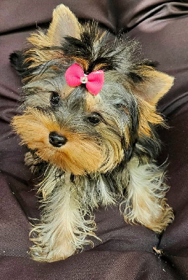 Étalon Yorkshire Terrier - Anna-lou De L'odyssée Des Rêves