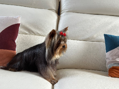 Étalon Yorkshire Terrier - Hunderwood Vicking