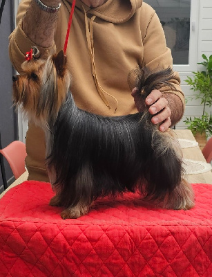 Étalon Yorkshire Terrier - Mad Square Garden Urban jewel