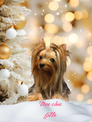 Étalon Yorkshire Terrier - Une chic fille Du Petit Pelerin