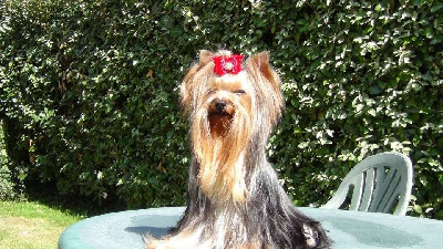 Étalon Yorkshire Terrier - Stella Allegrotoy's