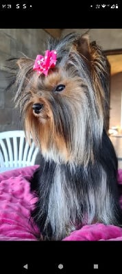 Étalon Yorkshire Terrier - Tessy De L'arche D'or