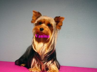 Étalon Yorkshire Terrier - Vanina du moulin de Caveaumont