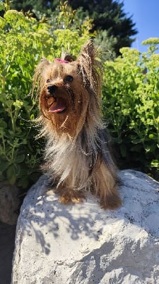 Étalon Yorkshire Terrier - Uvana Du Mont Chauve