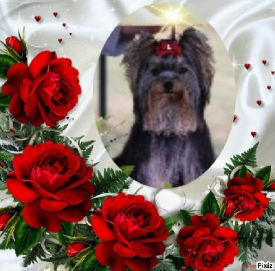 Étalon Yorkshire Terrier - Udina du royaume d'Inès