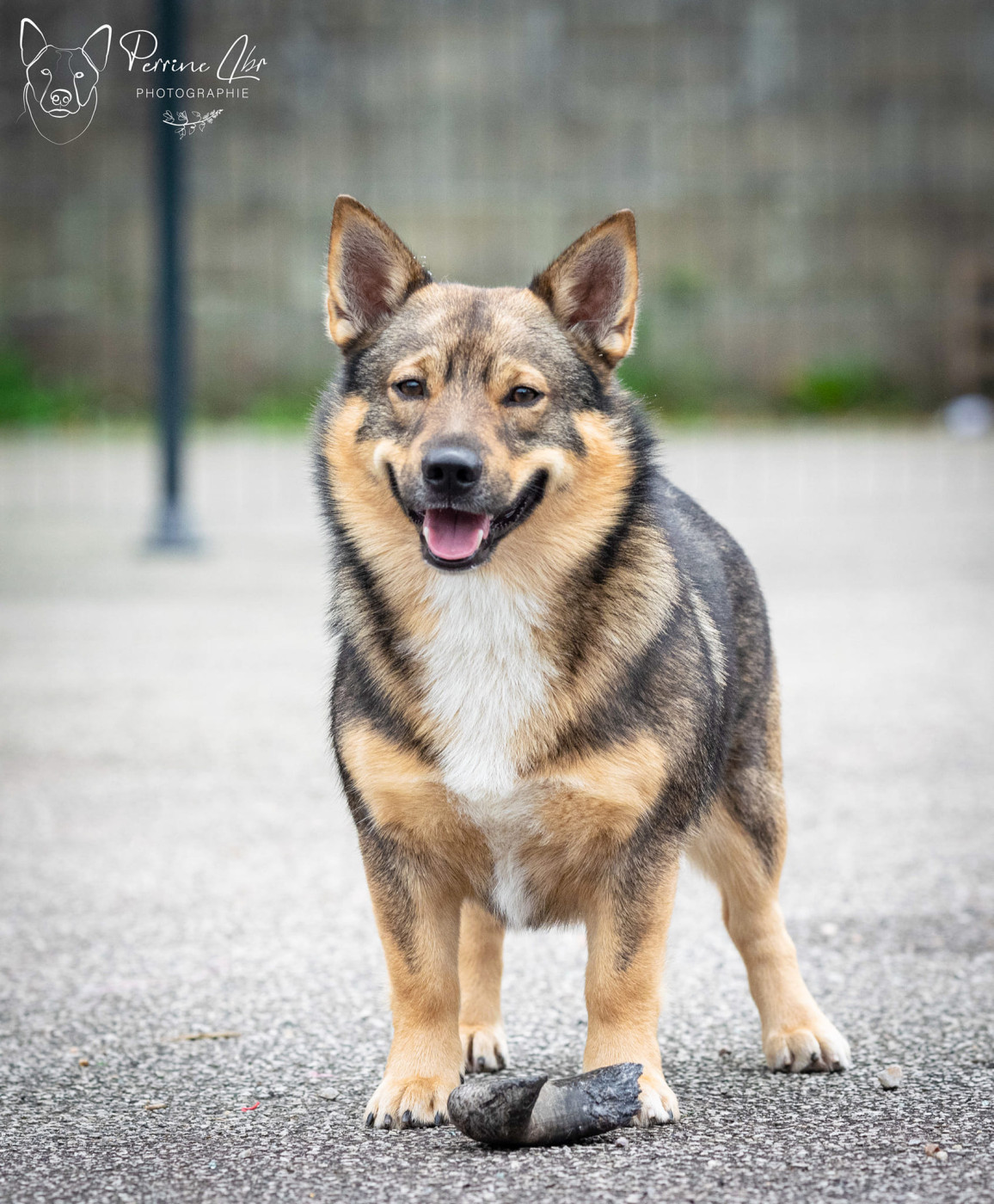 Sowilo Des pins ardéchois