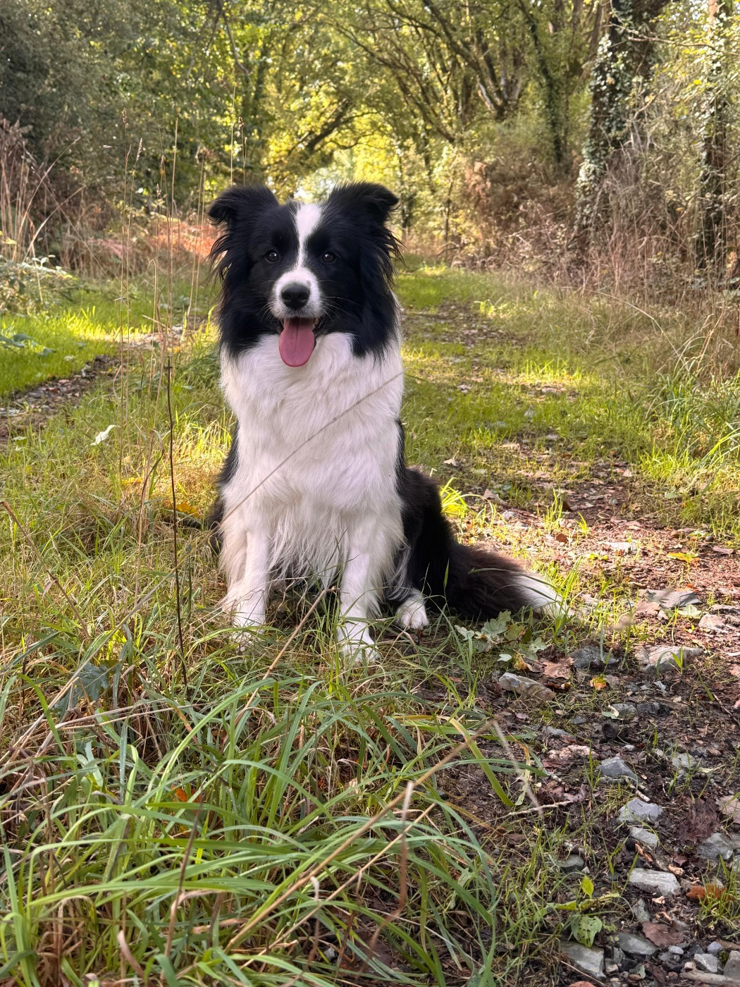 Publication : De Gerricop's Auteur : RICHARD Germain