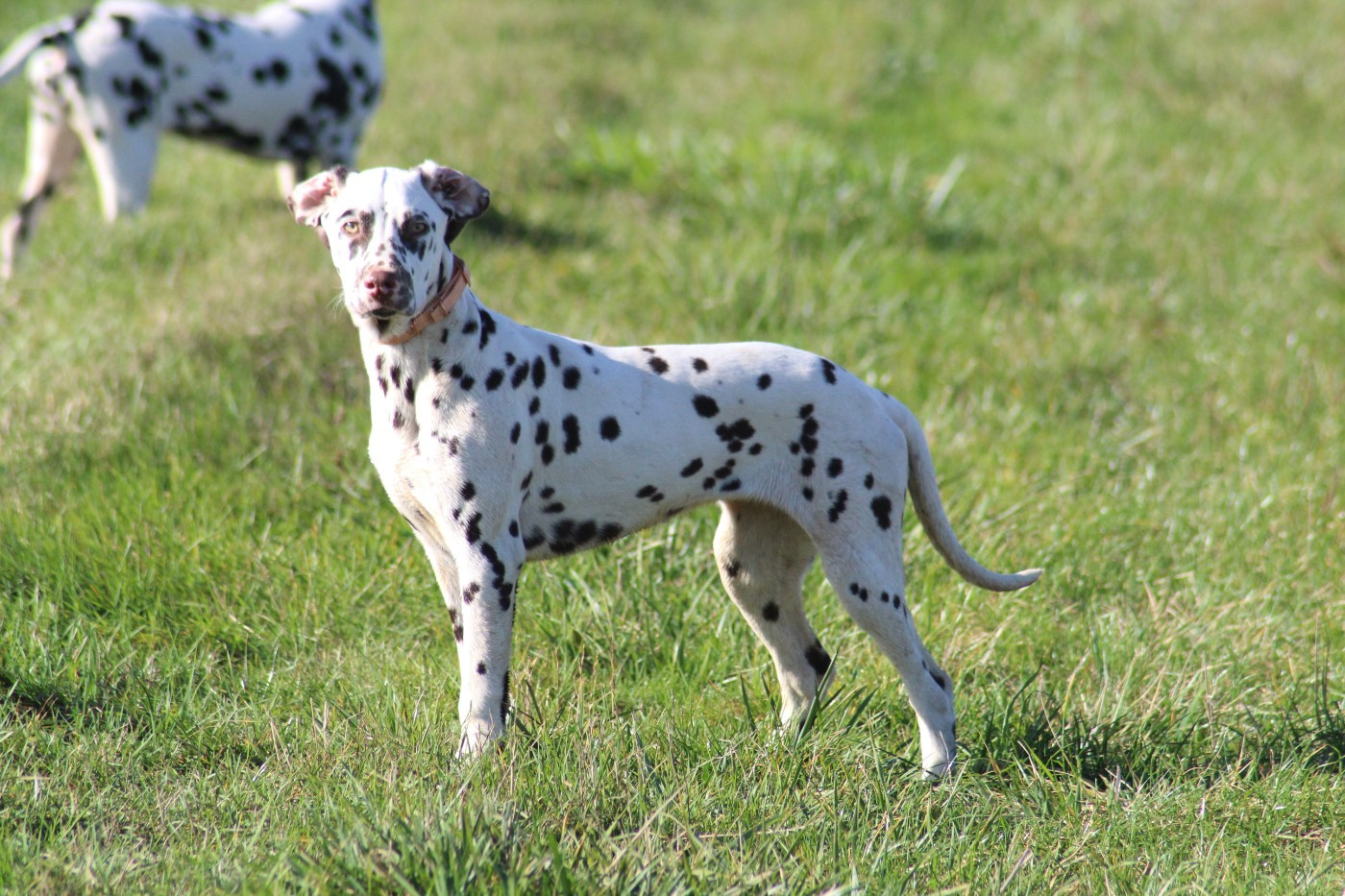 Publication : Des Dalma d'Olympe Auteur : dalma d'olympe